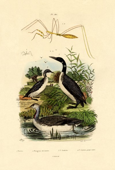 Käfer von French School